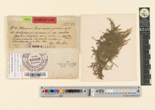 Amblystegium riparium L. var. rivulare