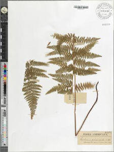 Dicksonia pilosiuscula Willd.