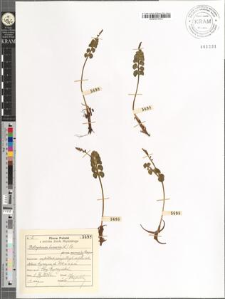 Botrychium lunaria (L.) Sw. var. normalis Roeper