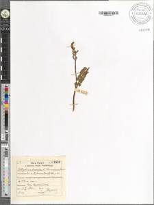 Botrychium lunaria (L.) Sw. var. subincisa Roeper monstrositas Luerssen