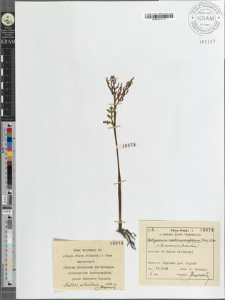 Botrychium matricariaefolium (Retz) A. Br.