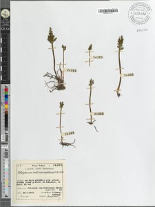 Botrychium matricariaefolium (Retz) A. Br.