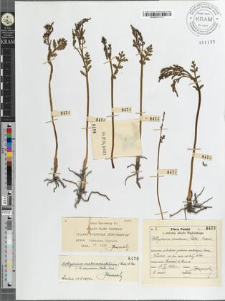 Botrychium ramosum (Roth) Aschers