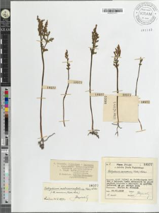 Botrychium ramosum (Roth) Aschers