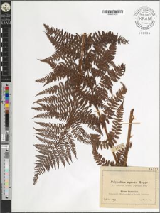 Polypodium alpestre Hoppe