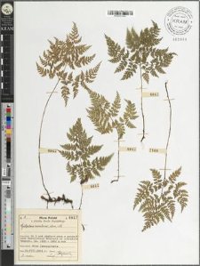 Cystopteris montana (Lam.) Lk.