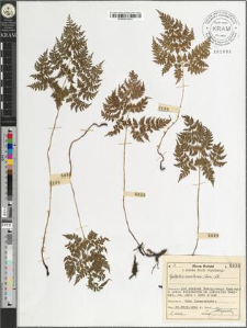 Cystopteris montana (Lam.) Lk.