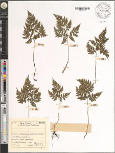 Cystopteris montana (Lam.) Desv.