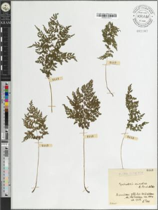 Cystopteris sudetica A. Br. et Milde