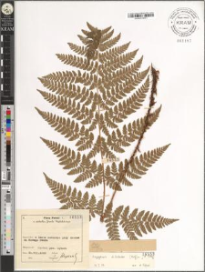 Dryopteris dilatata (Hoffm.) A. Gray