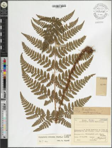 Dryopteris dilatata (Hoffm.) A. Gray