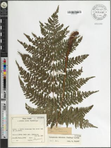 Dryopteris dilatata (Hoffm.) A. Gray