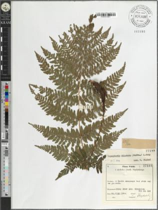 Dryopteris dilatata (Hoffm.) A. Gray