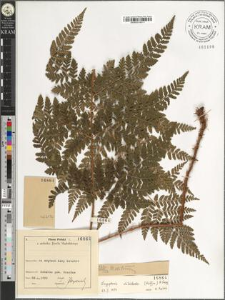 Dryopteris dilatata (Hoffm.) A. Gray