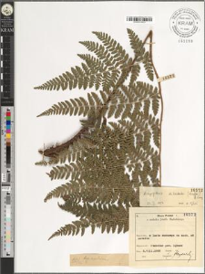 Dryopteris dilatata (Hoffm.) A. Gray