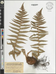 Dryopteris filix mas (L) Schott