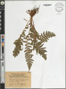 Dryopteris filix mas (L) Schott