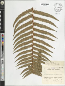 Dryopteris filix-mas (L.) Schott