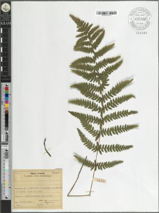 Thelypteris palustris Schott