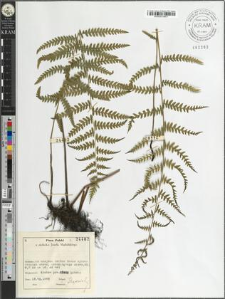 Thelypteris palustris Schott