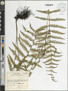 Thelypteris palustris Schott