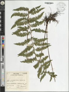 Thelypteris palustris Schott