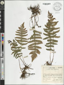 Thelypteris palustris Schott