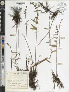 Thelypteris palustris Schott