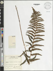 Thelypteris palustris Schott