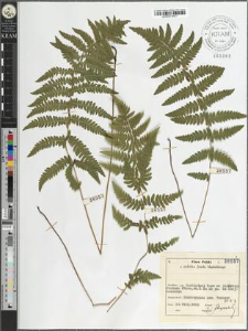 Thelypteris palustris Schott