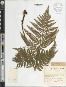 Dryopteris dilatata (Hoffm.) A. Gray