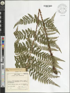 Dryopteris dilatata (Hoffm.) A. Gray