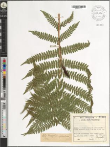 Dryopteris carthusiana (Vill.) H. P. Fuchs