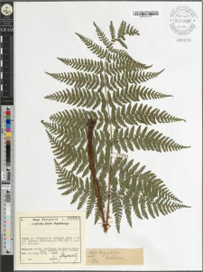 Dryopteris dilatata (Hoffm.) A. Gray