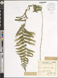 Thelypteris palustris Schott