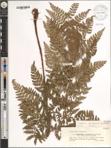 Dryopteris austriaca (Jacq.) Voynar