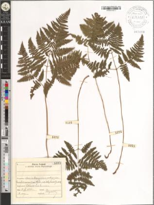 Gymnocarpium robertianum (Hoffm.) Newman