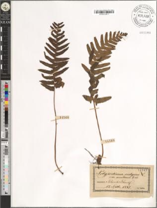 Polypodium vulgare L. var. auritum [?]