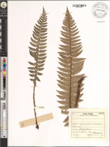 Polystichum aculeatum (L.) Roth