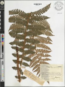 Polystichum braunii (Spenn.) Fee