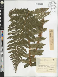 Polystichum braunii (Spenn.) Fee