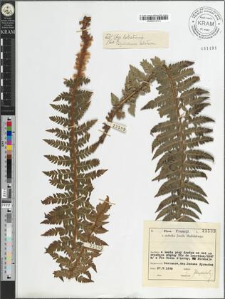 Polystichum braunii (Spenn.) Fee