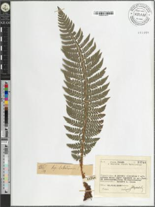 Polystichum aculeatum (L.) Roth