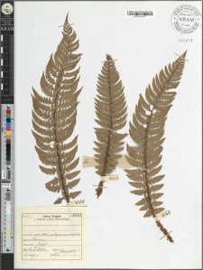 Polystichum aculeatum (L.) Roth