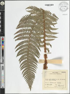 Polystichum aculeatum (L.) Roth