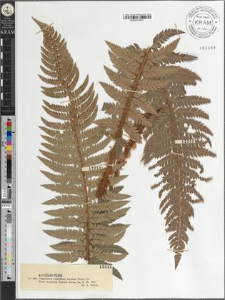 Polystichum lobatum (Huds.) Pr.