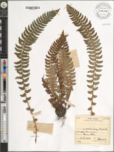 Polystichum lonchitis (L.) Roth