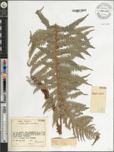 Polystichum sp.