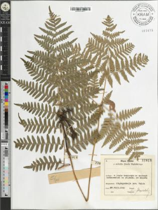 Pteridium aquilinum (L.) Kuhn