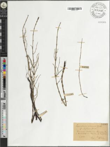 Equisetum ×litorale Kuehl. fo. elatior Milde